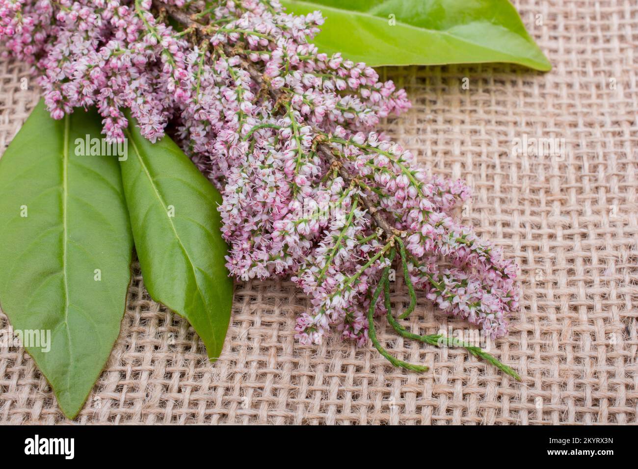 Grüne Blätter als Natur Hintergrund Textur Stockfoto