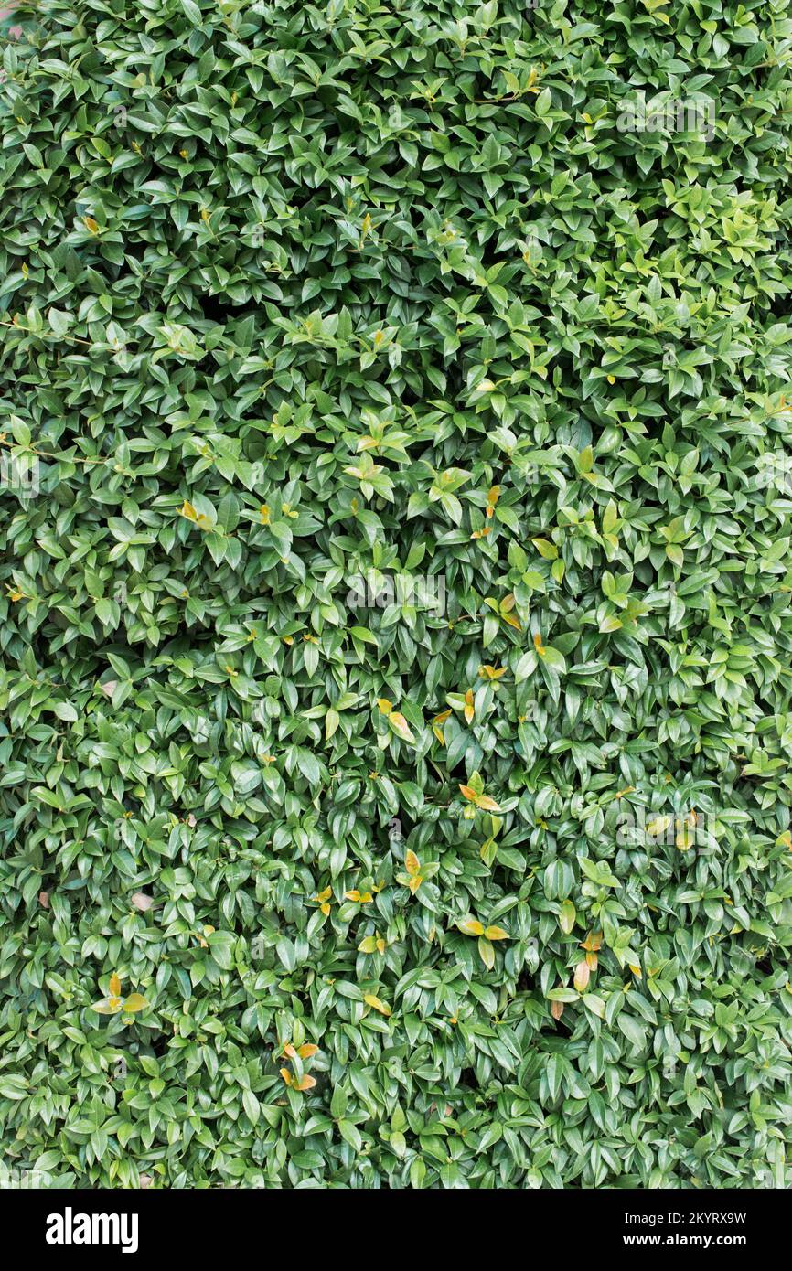 Grüne Blätter als Natur Hintergrund Textur Stockfoto