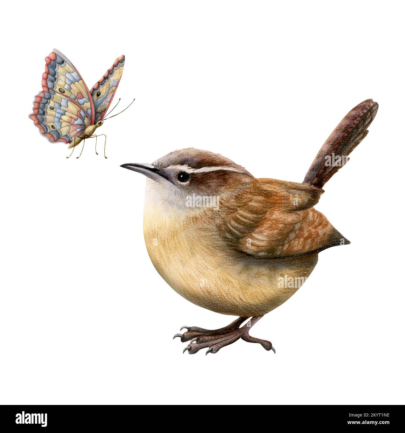 Aquarell realistischer brauner Wren-Vogel mit Schmetterlingszeichnung für die Einrichtung im Kinderzimmer, Poster für das Kinderzimmer. Stockfoto