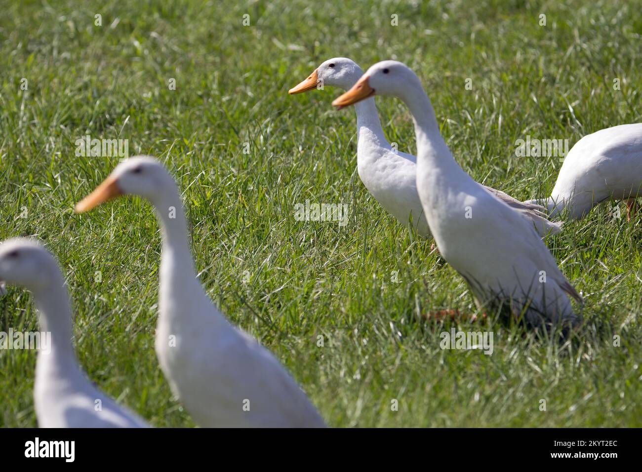 EXETER, DEVON, Großbritannien - 19. Mai 2018 Herden von Enten mit weißen Aylesbury-Enten Stockfoto