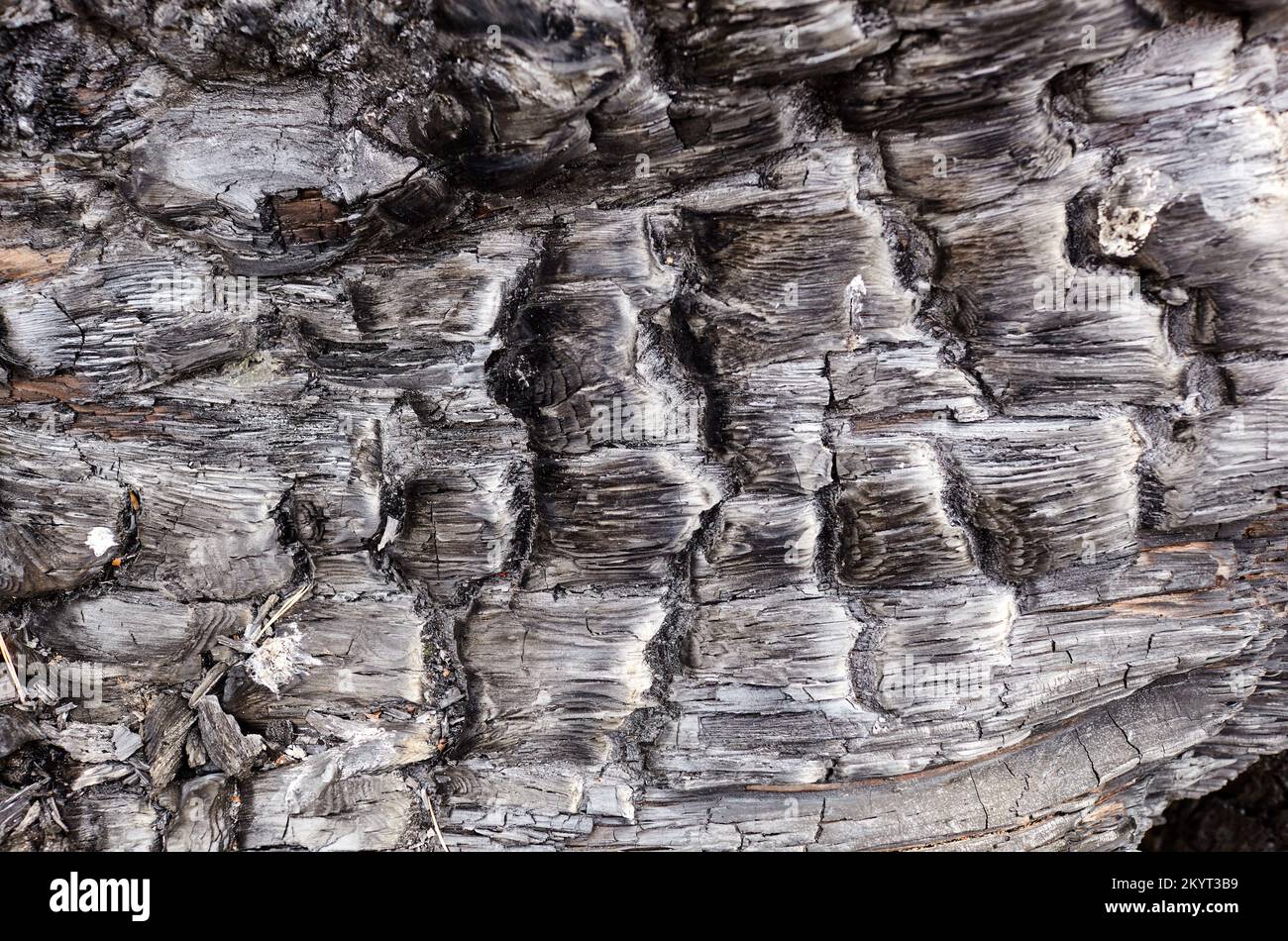 Gebrannter Baumrinde Hintergrund. Kachelbare Textur aus verbranntem Holz. Selektiver Fokus Stockfoto