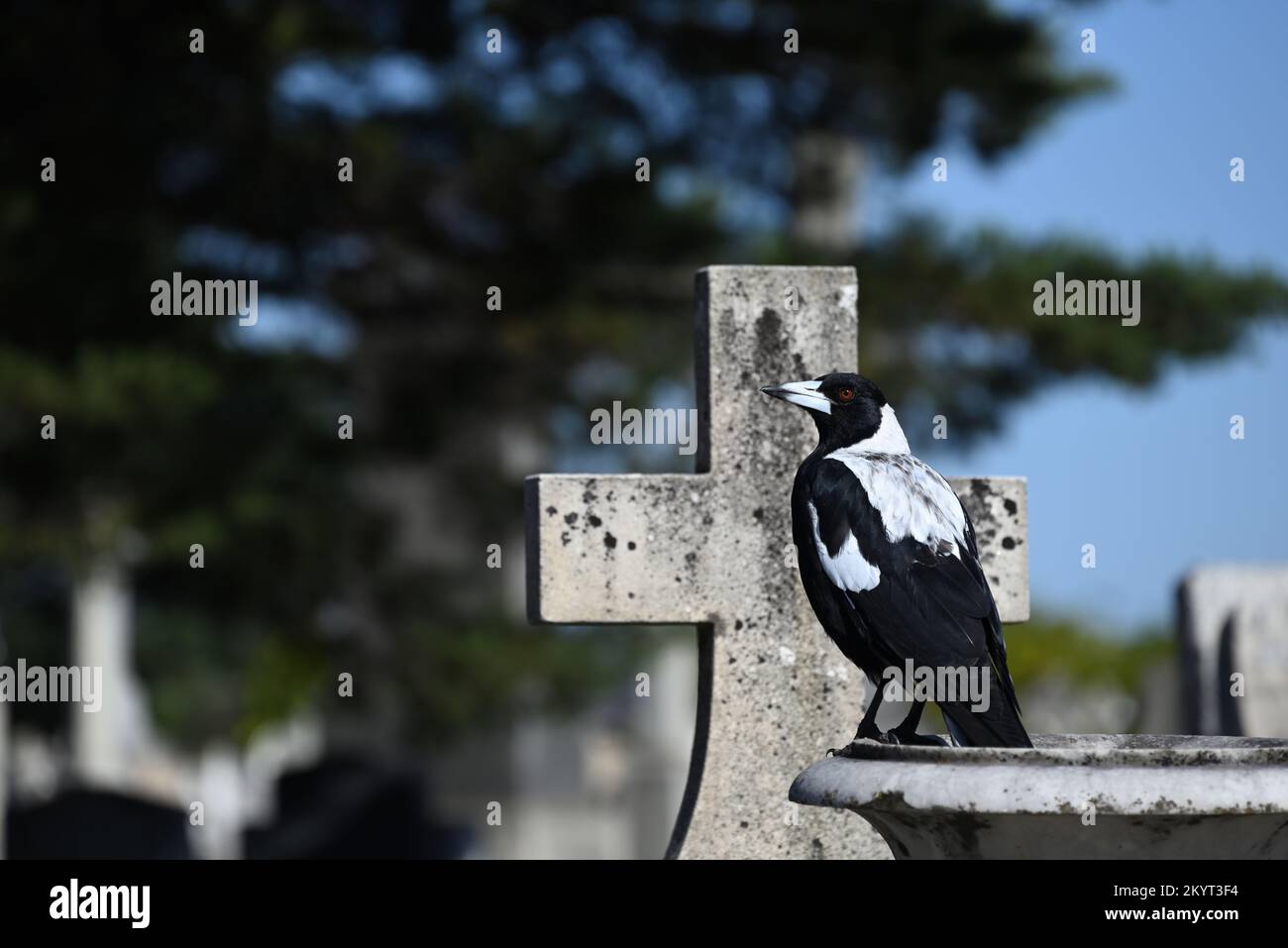 Australische Elster, hoch oben auf einer Steinurne auf einem Friedhof, mit einem christlichen Kreuz, oder Kruzifix, direkt dahinter Stockfoto