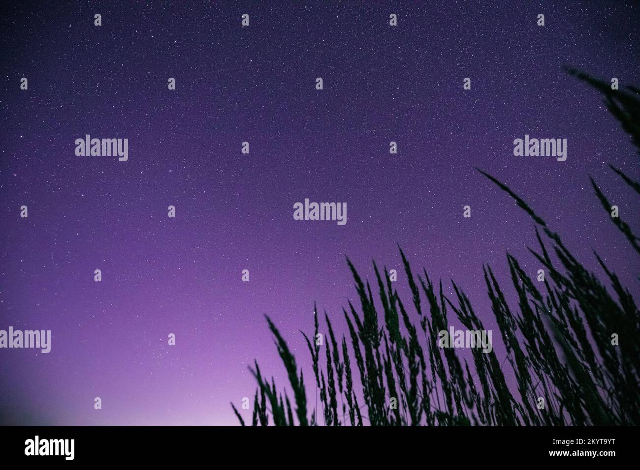 Blick von unten auf den nächtlichen Sternenhimmel vom Gras in der Sommersaison. Nachtsstars über der Wiese im august Stockfoto