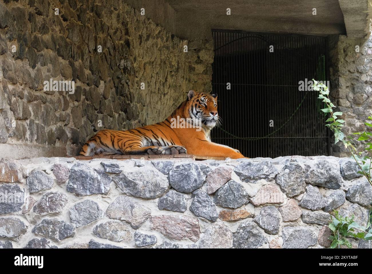 Tiger im Zoo. Wildtierhaltung in zoologischen Parks. Stockfoto