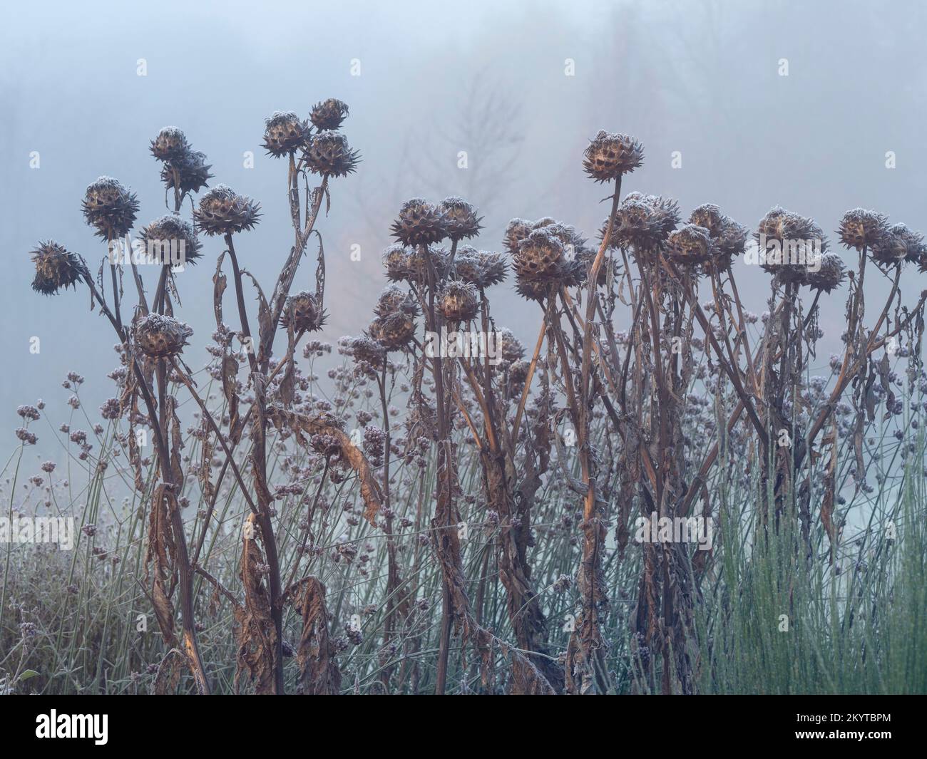Gefrorene Disteln an einem nebligen Wintermorgen Stockfoto