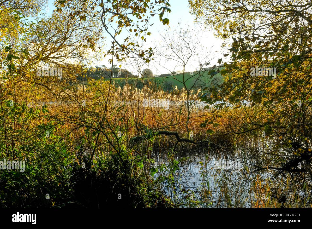 An einem Winternachmittag am Rand des Slapton Ley Nature Reserve in Start Bay, South Devon, Großbritannien, verheddert sich das goldene Dickicht aus Schilf, Laub und Bäumen Stockfoto