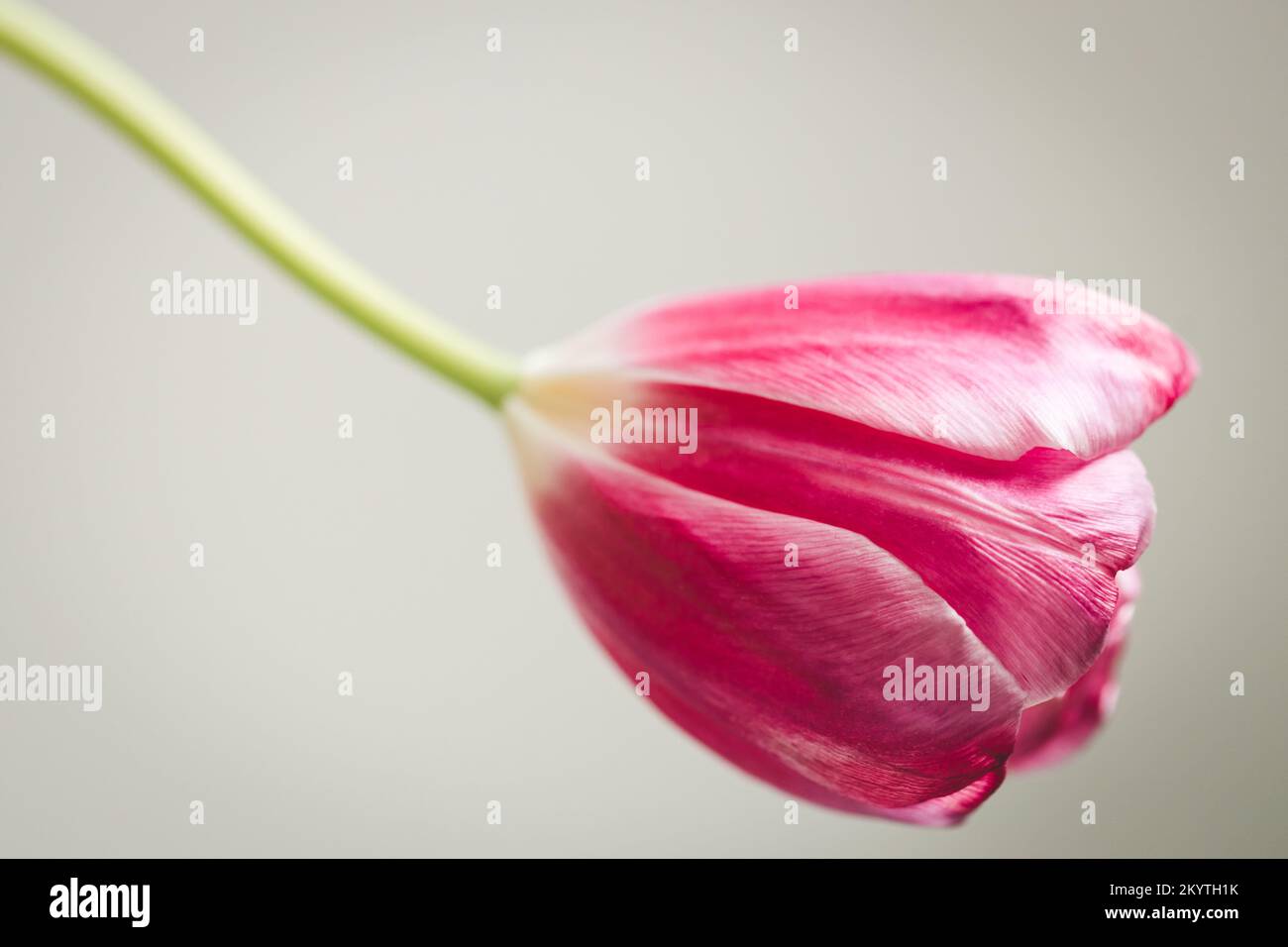 Welke magentafarbene Tulpe auf grauem Hintergrund. Stockfoto