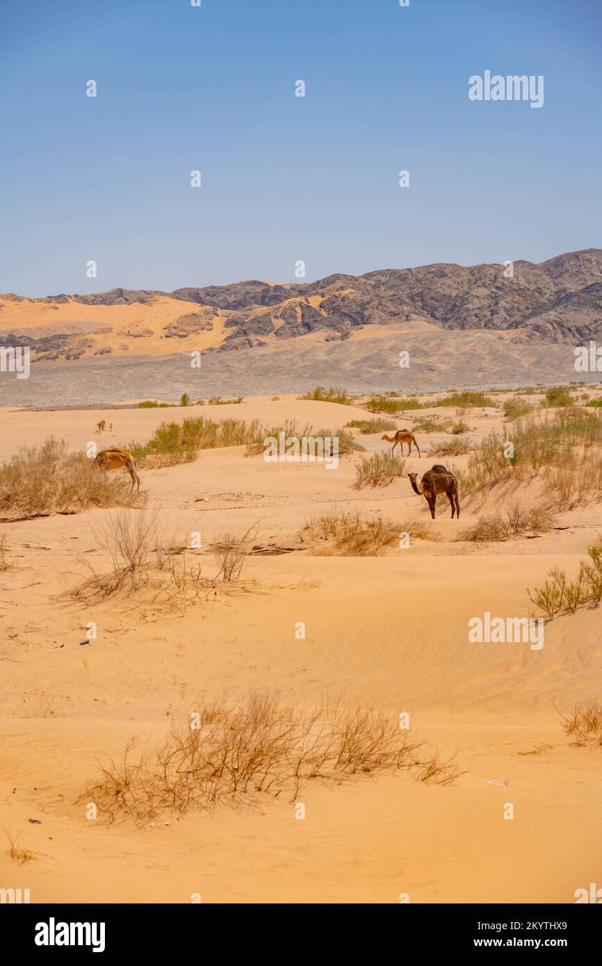 Kamele in den Sanddünen in Jordanien in der Nähe des Toten Meeres vom Jordan Valley Highway Stockfoto