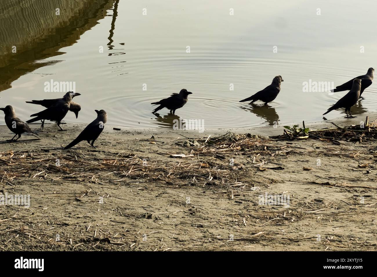 Aaskrähe, Corvus Corone, isoliert auf weiß Stockfoto