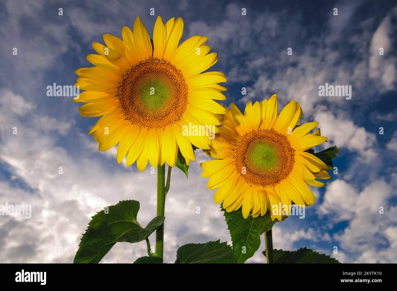 Paar goldene Sonnenblumen. Blühende Sonnenblumen vor dem tiefblauen Himmel Stockfoto