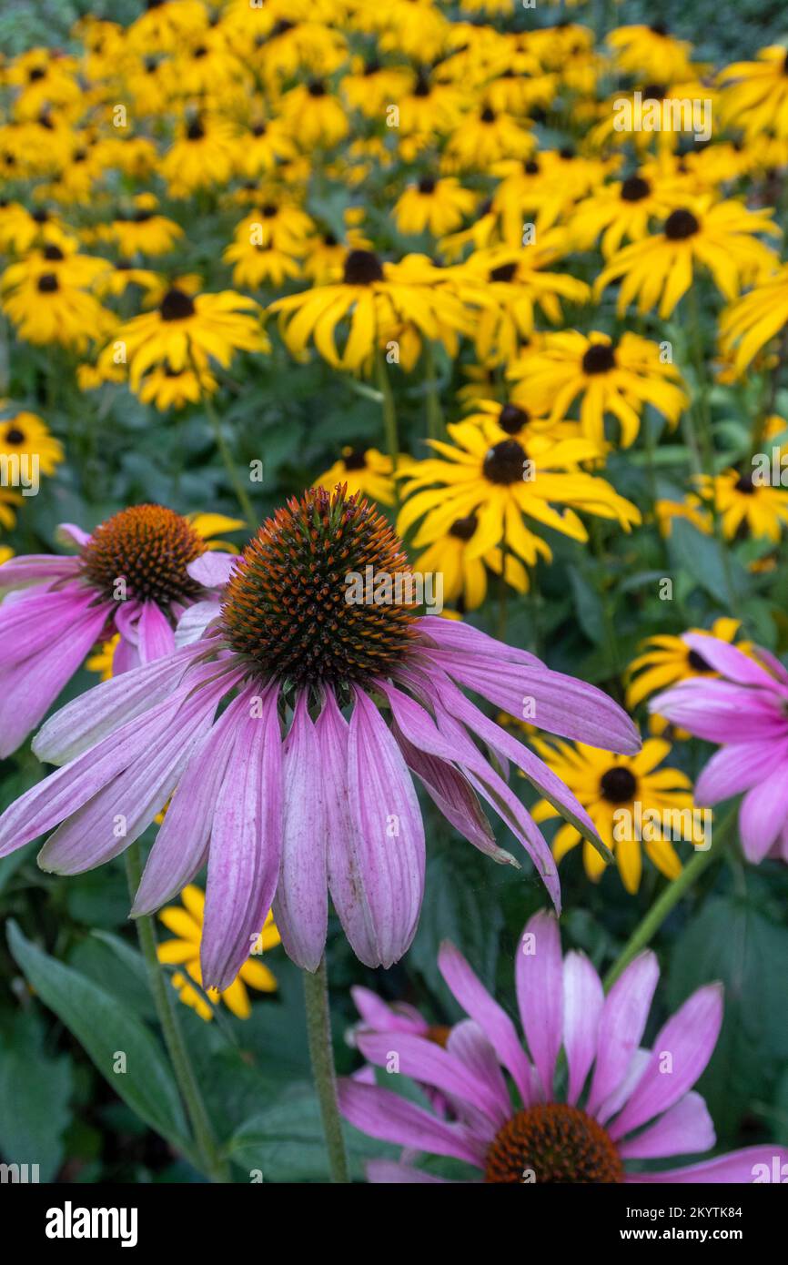 Echinacea purpurea mit Rudbeckia goldsturm in einem heißen Garten in Devon, Großbritannien, Ende September. Purpursonnenhütte. Schwarzer samson. Stockfoto