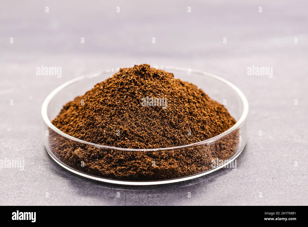Hochwertiges Kaffeepulver in Petrischale, weißer Hintergrund im Bio-Engineering-Labor, transgene Kaffeeforschung Stockfoto