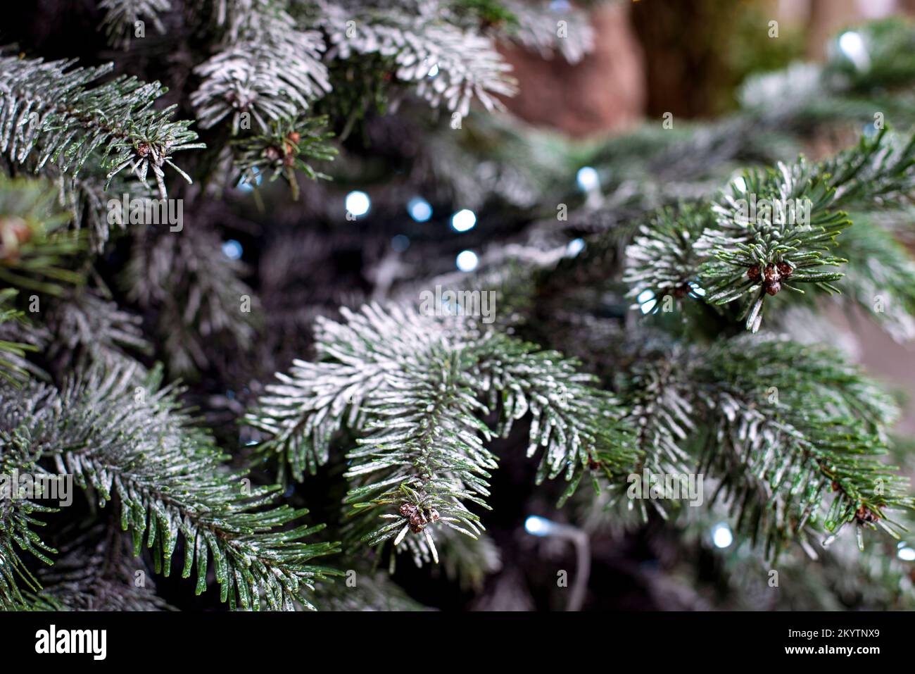 Schneebedeckte Weihnachtszweige im Hintergrund Stockfoto