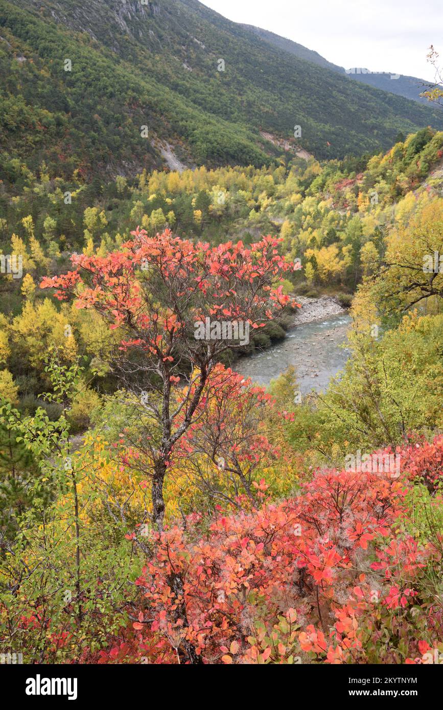 Herbstfarben, darunter rote Smoketree-Blätter, Cotinus coggygria, im Verdon-Tal und Gorge Alpes-de-Haute-Provence Frankreich Stockfoto