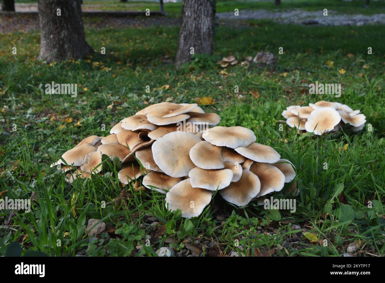 Masse der Poplar-Pilze Cyclocybe aegerita alias Agrocybe cylindracea, Agrocybe aegerita oder Philiota aegerita, die am Fuß der Poplar-Bäume im Park wachsen Stockfoto