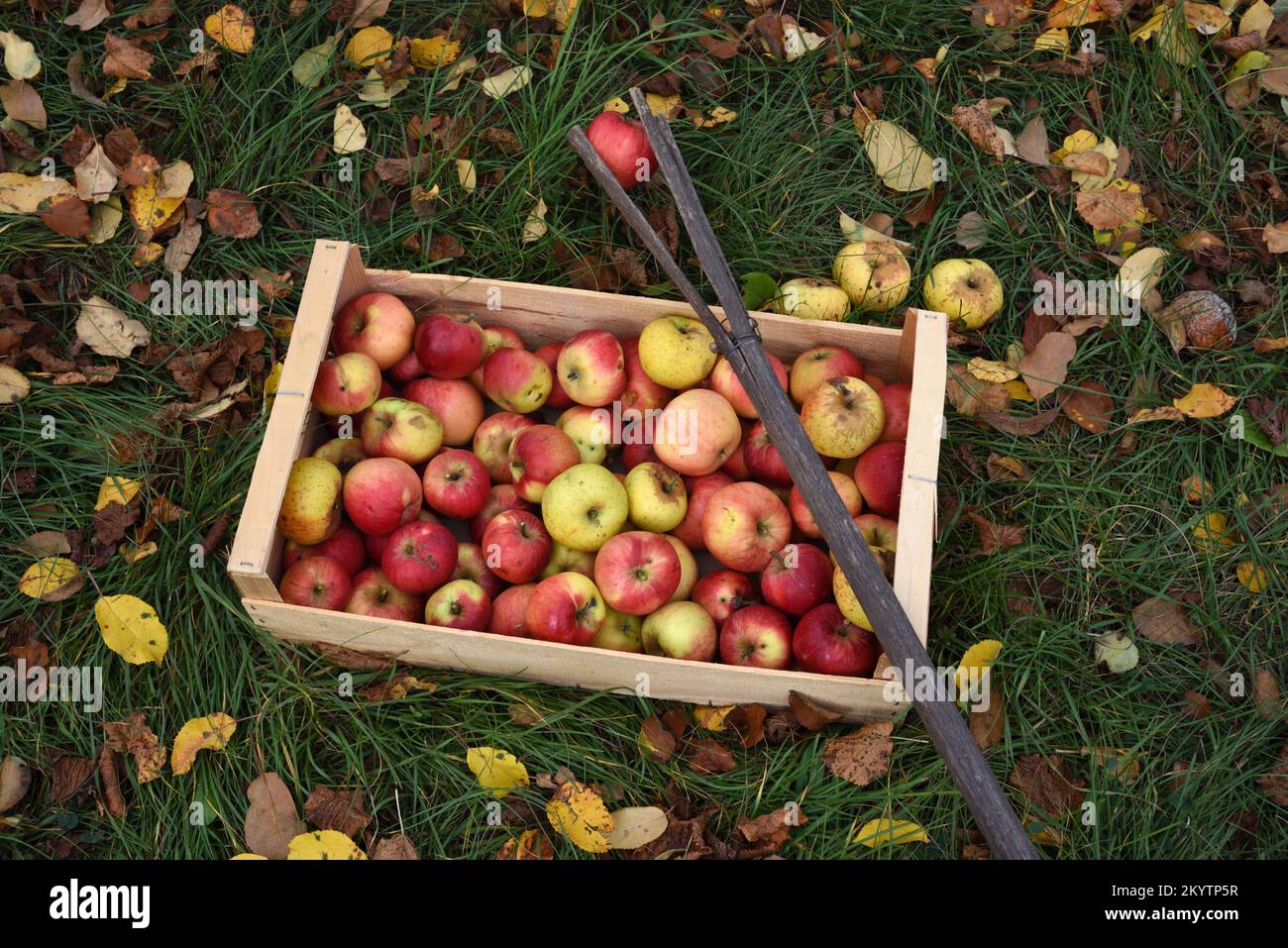 Geerntete Äpfel in hölzernen Obstkisten und traditioneller oder hausgemachter Apfelpflücker aus dem Zweig des Gemeinen Haselbaums, Corylus avellana Stockfoto
