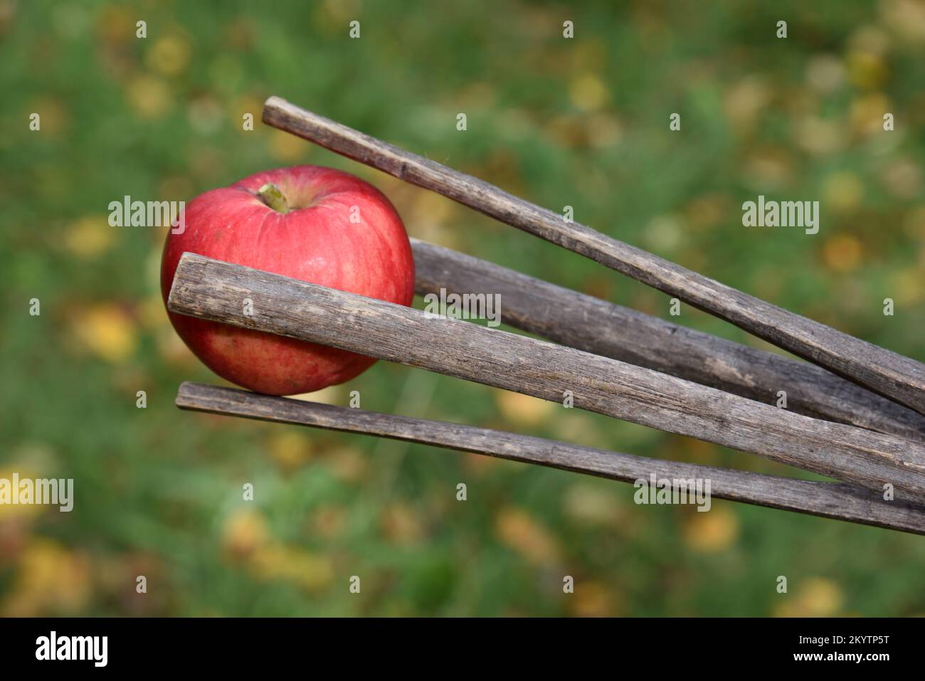 Traditioneller oder hausgemachter Apfelpflücker aus dem Zweig des Common Hazel Tree, Corylus avellana Stockfoto