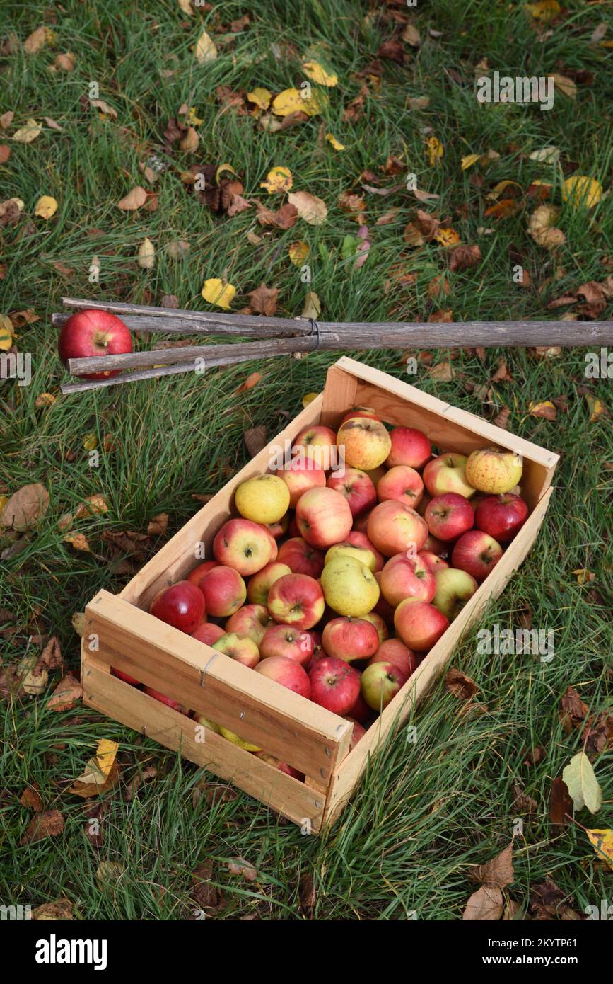 Geerntete Äpfel in hölzernen Obstkisten und traditioneller oder hausgemachter Apfelpflücker aus dem Zweig des Gemeinen Haselbaums, Corylus avellana Stockfoto
