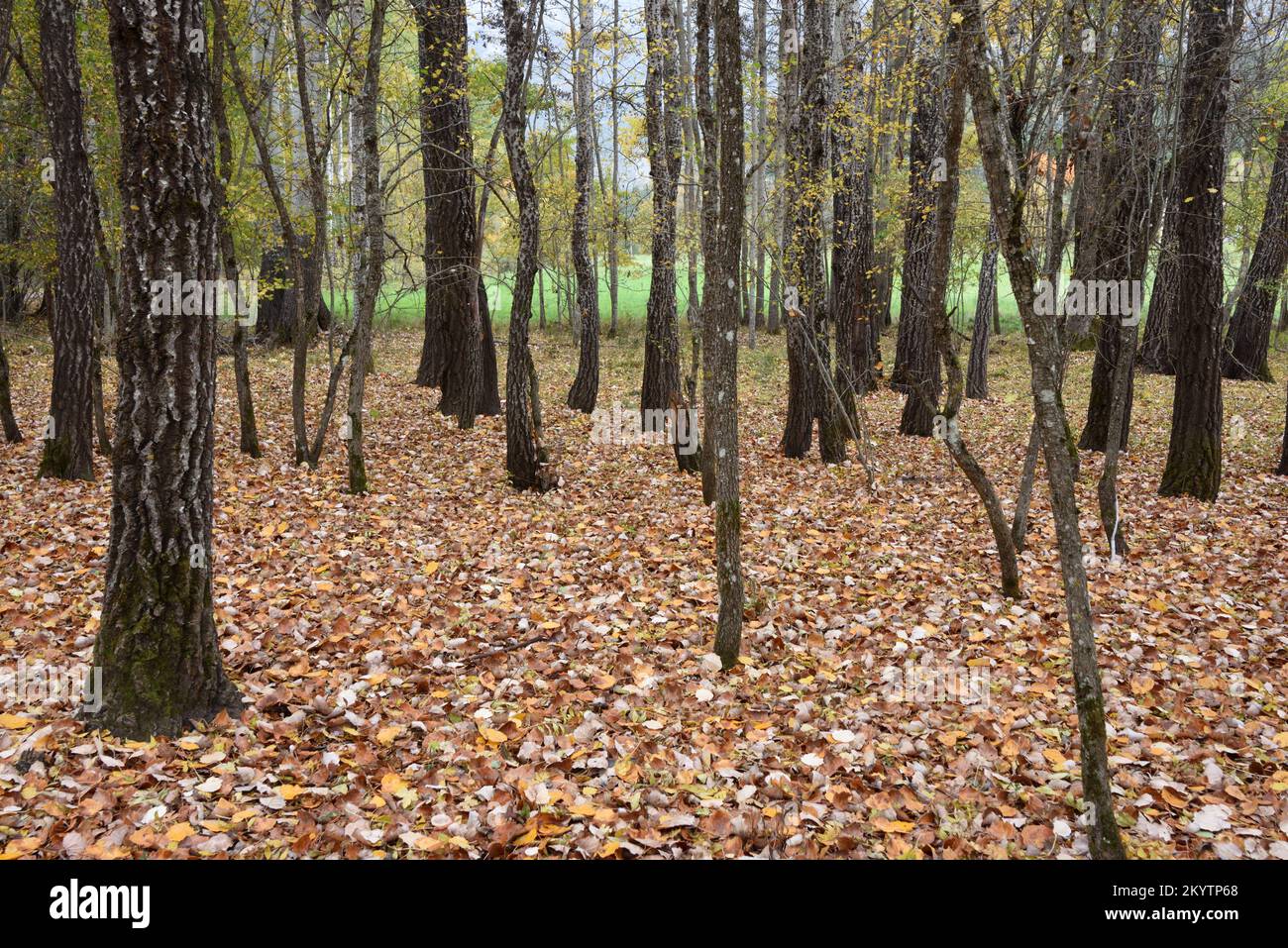 Gemischter Pappelwald mit Pappelstäbchen, Populus nigra und Weißen Polaren, Populus alba, im Herbst mit Herbstblättern auf Waldboden Stockfoto