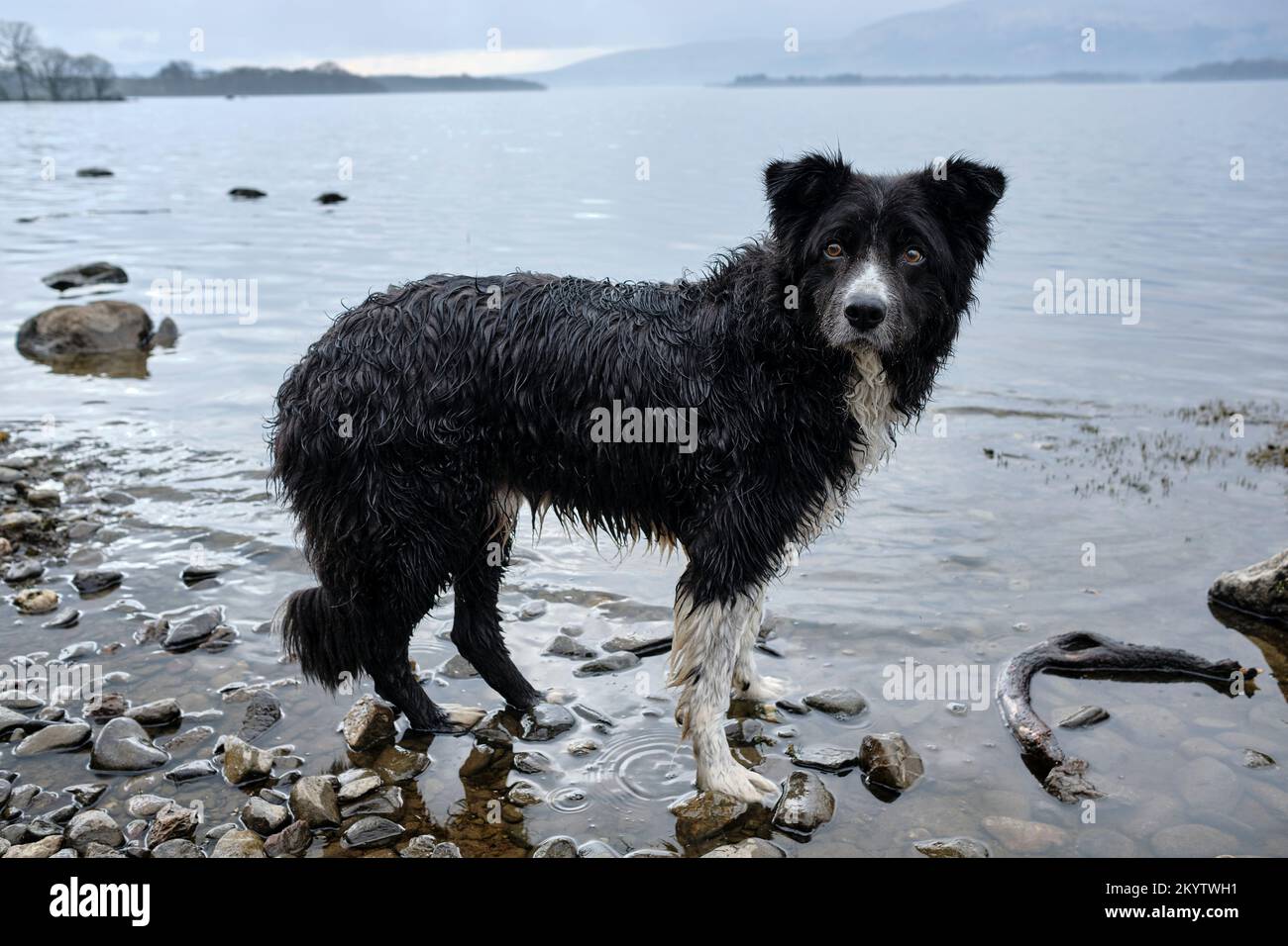Seitenansicht eines sehr nassen Collie Hundes, der nach einem Bad in die Kamera schaut, um einen Stock aus Loch Lomond, Schottland, Großbritannien, zu holen Stockfoto