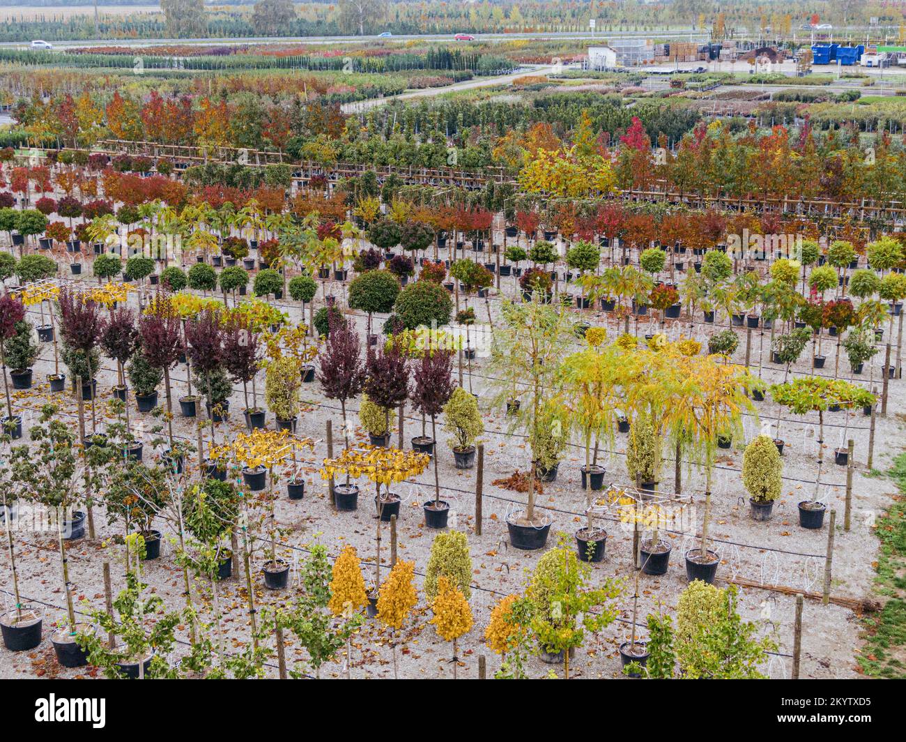 Luftaufnahme einer Baumschule mit gelben, roten und roten grünen Pflanzen, die im Herbst hintereinander angeordnet sind. Pflanzen in Herbstfarben, Elsass, Frankreich, Europa Stockfoto