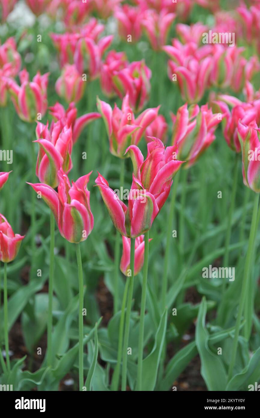 Rosa, Grün und Weiß Viridiflora Tulpen (Tulipa) im April blühen in einem Garten Stockfoto