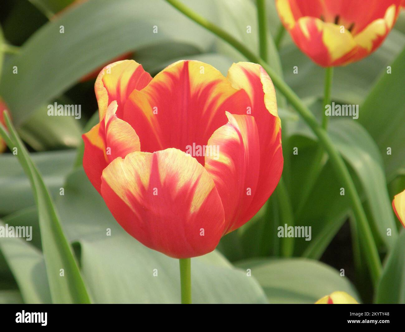 Rote und gelbe Single Late Tullips (Tulipa) Vlammenspel blühen im April in einem Garten Stockfoto