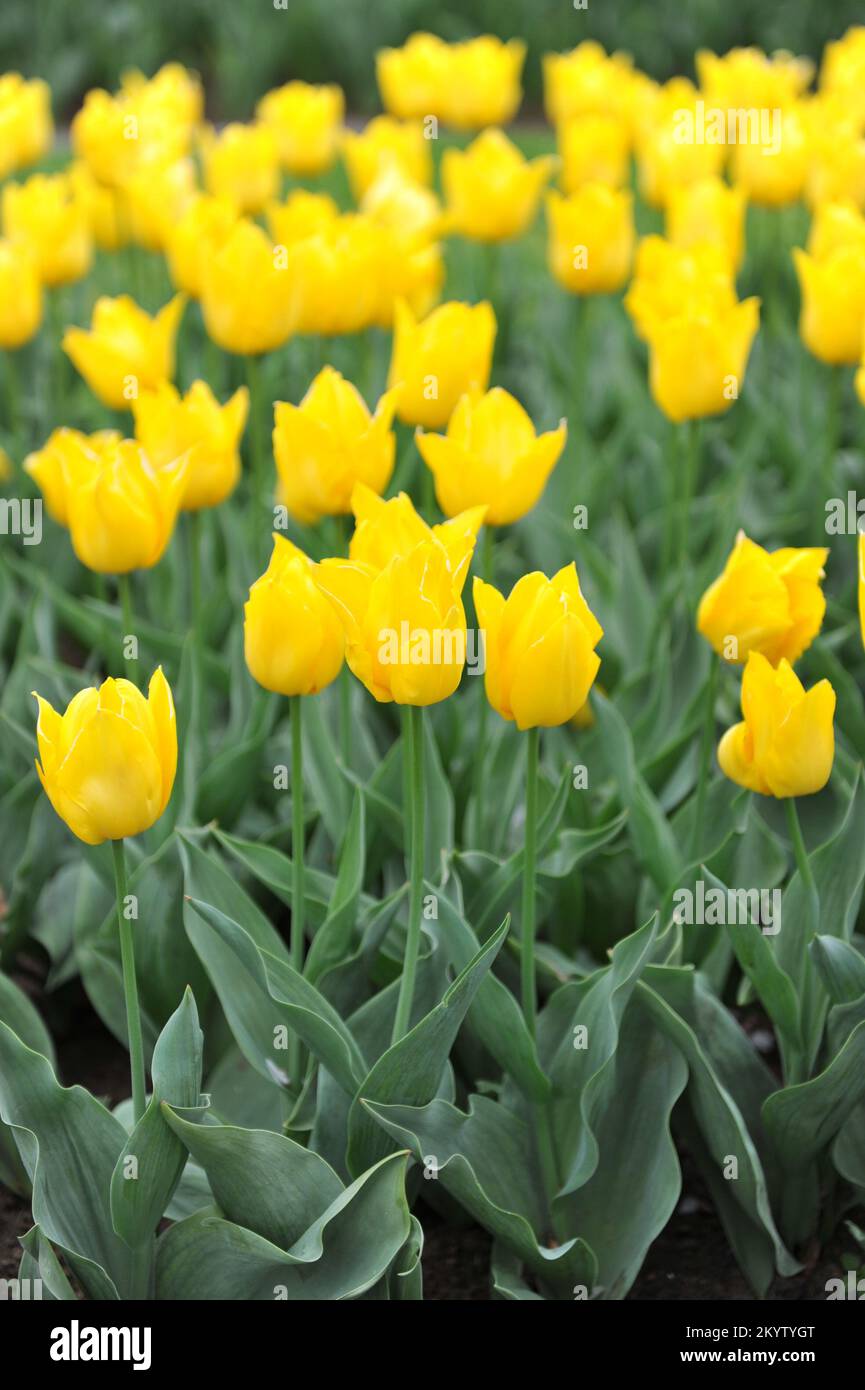 Gelbe Single frühe Tulpen (Tulipa) Wendy van Dijk blüht im April in einem Garten Stockfoto