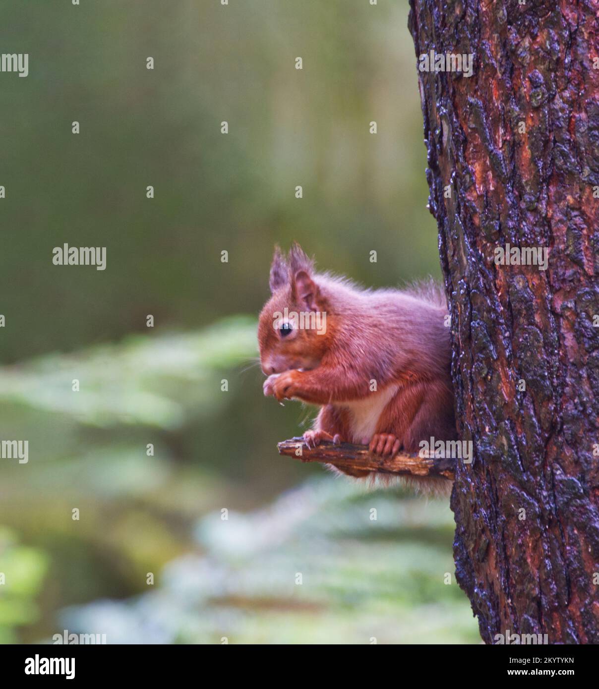 Eichhörnchen Stockfoto