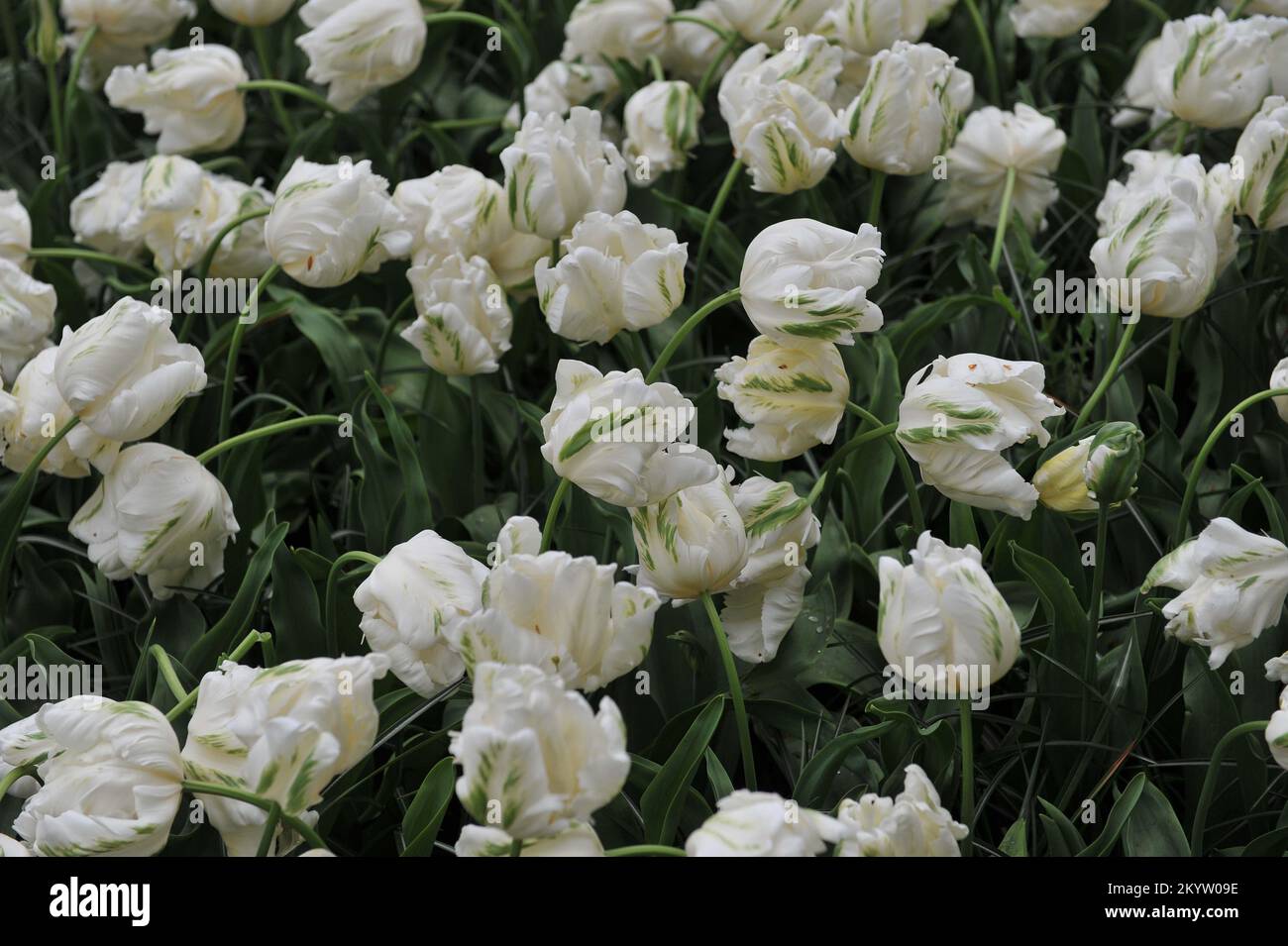 Papageientulpen (Tulipa) Weiße Madonna blüht im April in einem Garten Stockfoto
