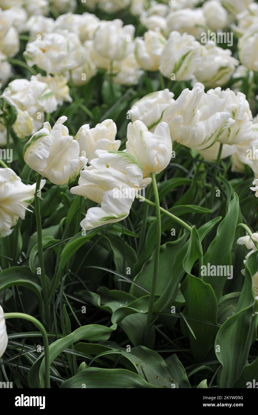 Papageientulpen (Tulipa) Weiße Madonna blüht im April in einem Garten Stockfoto