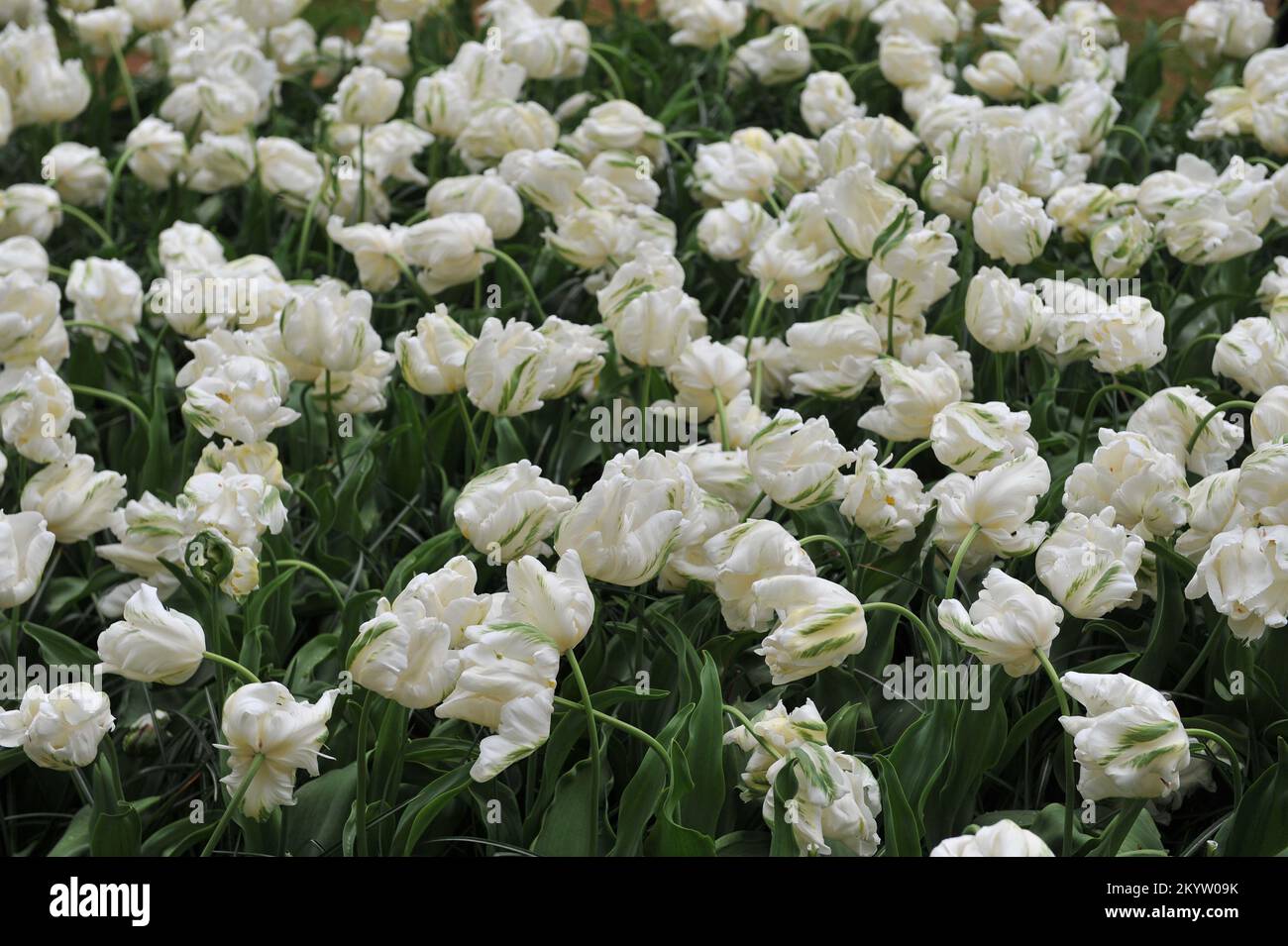 Papageientulpen (Tulipa) Weiße Madonna blüht im April in einem Garten Stockfoto