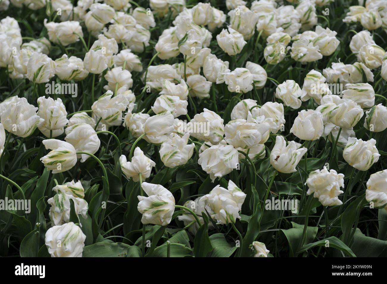 Papageientulpen (Tulipa) Weiße Madonna blüht im April in einem Garten Stockfoto