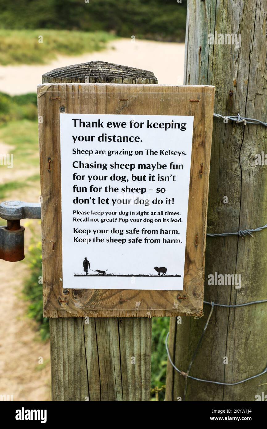 Ein National Trust-Schild, das vor Hunden warnt, die Schafe in den Kelseys, Cornwall, West Country, England, Großbritannien jagen - FOTO VOM ÖFFENTLICHEN FUSSWEG Stockfoto