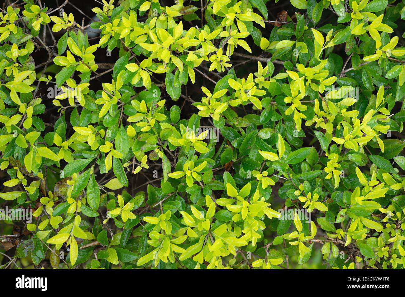 Grüne Blätter auf Zaunhintergrund Nahaufnahme. Muster der Buschblätter Stockfoto