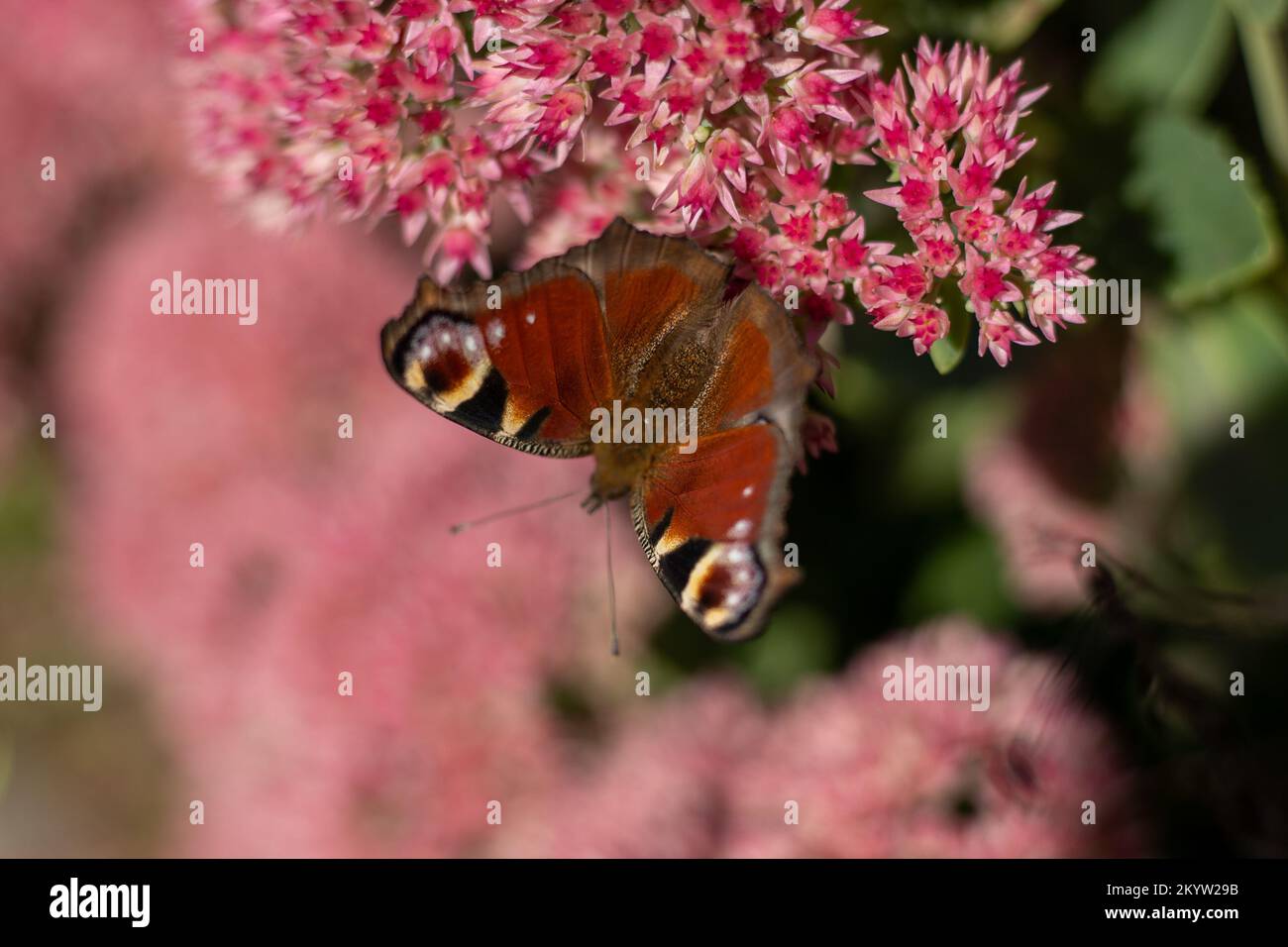 Ein Pfauenschmetterling frisst auf einer rosa Sedum-Blume - Hase-Kohl. Ein Blumenbeet mit Blumen, die von Insekten bestäubt werden. Schmetterlinge fliegen. Natur sonnigen Tag. Insekt. Schmetterlingsflügel. Grüne Pflanze aus nächster Nähe. Stockfoto