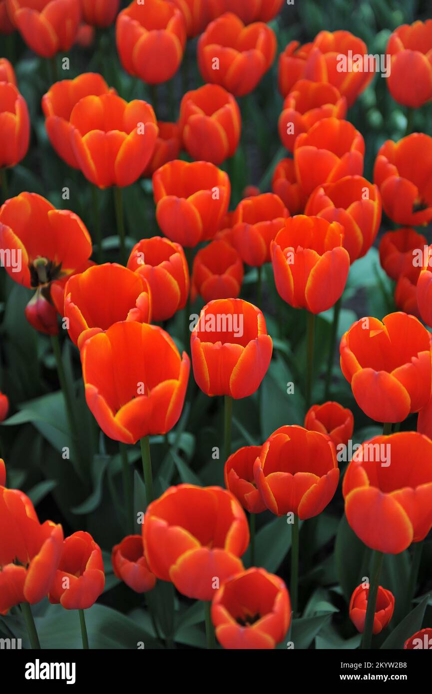 Orange-rote Darwin Hybrid Tulpen (Tulipa) die weltweit beliebteste Blüte in einem Garten im April Stockfoto
