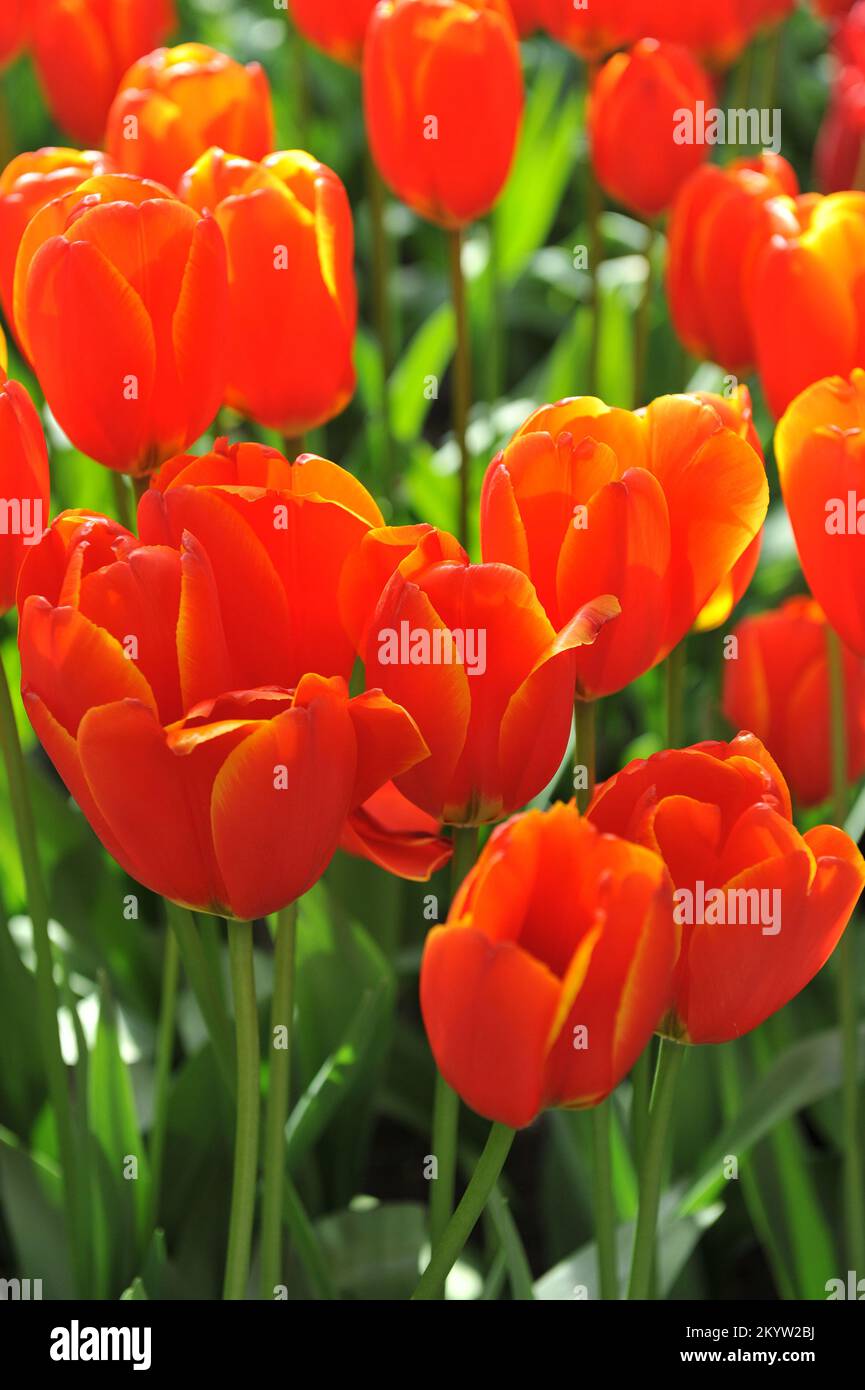 Orange-rote Darwin Hybrid Tulpen (Tulipa) die weltweit beliebteste Blüte in einem Garten im April Stockfoto