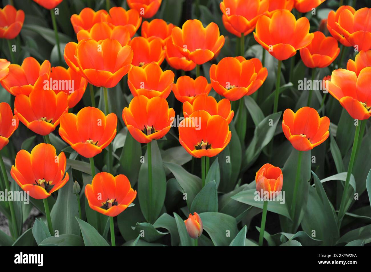 Orange-rote Darwin Hybrid Tulpen (Tulipa) die weltweit beliebteste Blüte in einem Garten im März Stockfoto