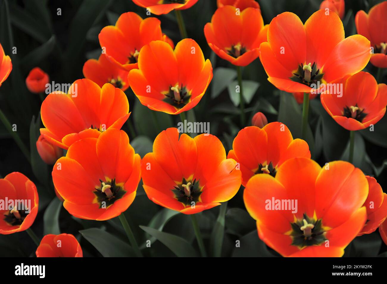 Orange-rote Darwin Hybrid Tulpen (Tulipa) die weltweit beliebteste Blüte in einem Garten im März Stockfoto