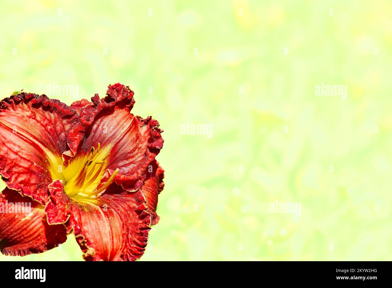 Süße rote Ingwer-Gladiolus-Blume auf einem zarten gelben weißen Bereich für Text Stockfoto