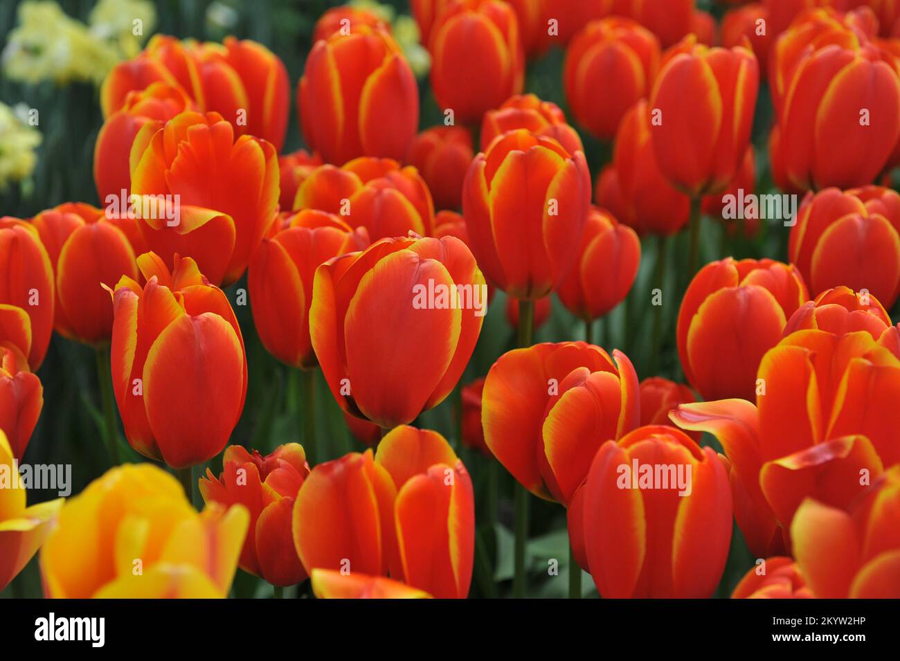 Orange-rote Darwin Hybrid Tulpen (Tulipa) die weltweit beliebteste Blüte in einem Garten im April Stockfoto