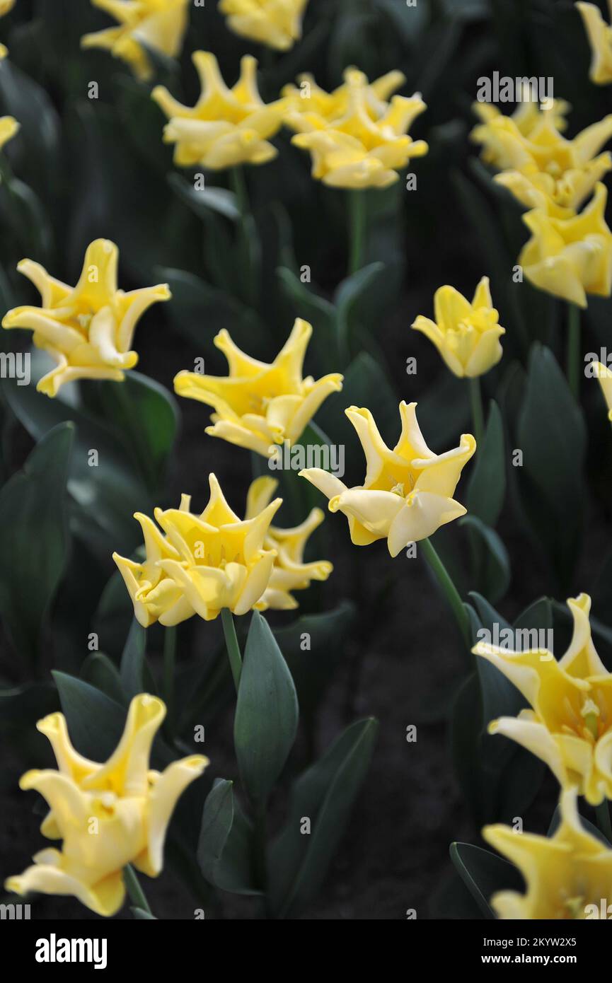 Coronet Tulpen (Tulipa) Gelbe Krone blüht im April in einem Garten Stockfoto