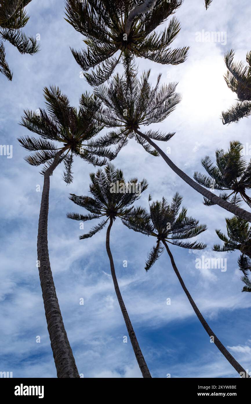 Hohe Palmen, die Kokosnüsse produzieren. Vertikale Fotografie. Das Konzept des Großen Plans. Stockfoto
