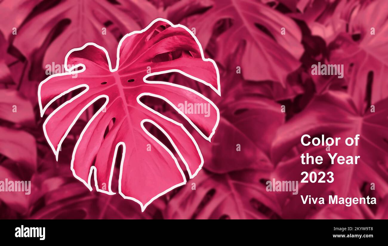 An der Wand wachsen Dickicht von Monstera-Kriechern, die Farbe des Jahres 2023 viva magenta Stockfoto