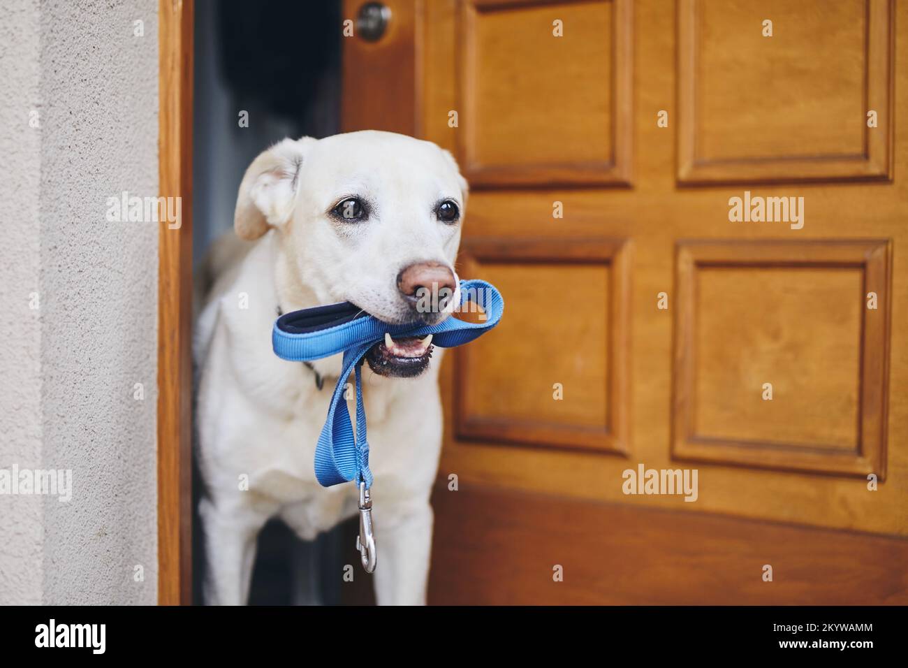 Süßer Hund, der auf einen Gang in der Haustür wartet. Labrador Retriever hält Leine im Mund. Stockfoto