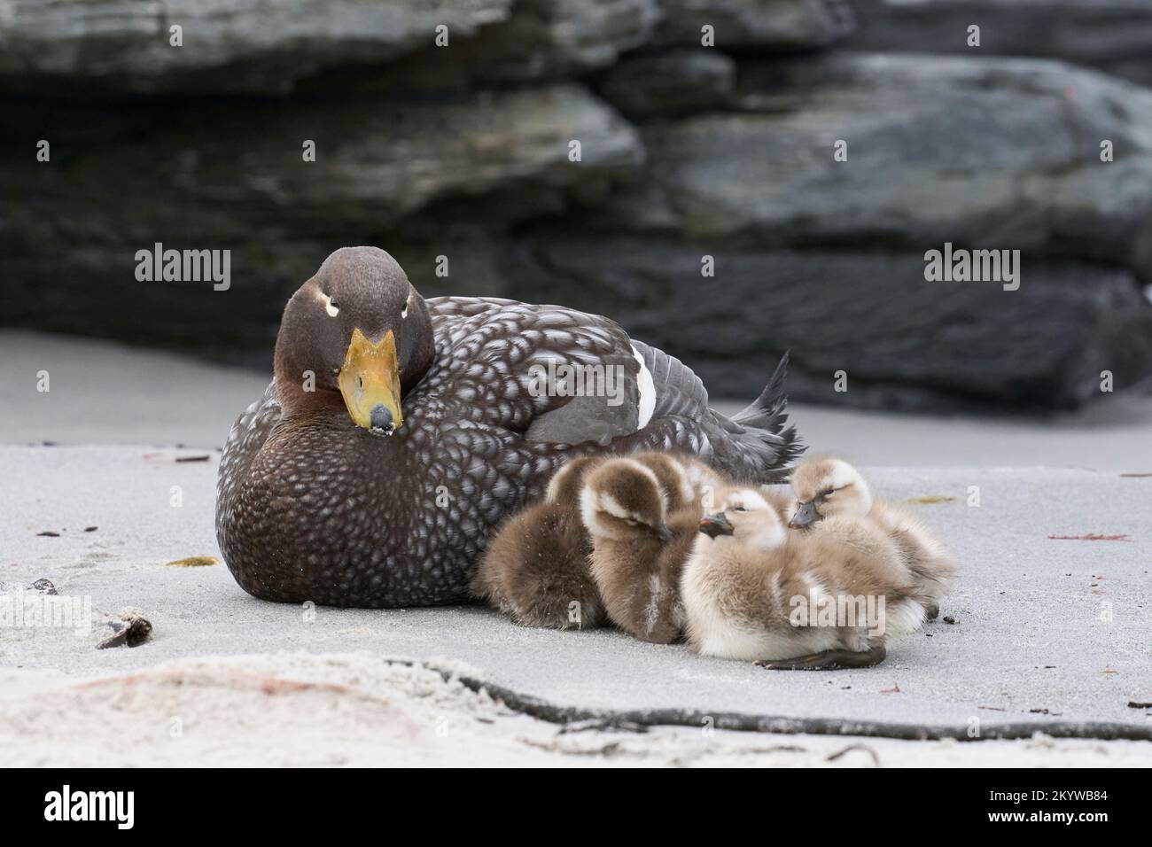 Vor kurzem geschlüpfte Brut von Falkland-Steamerenten (Tachyeres brachypterus) neben der erwachsenen Frau an einem Sandstrand auf Sea Lion Island Stockfoto