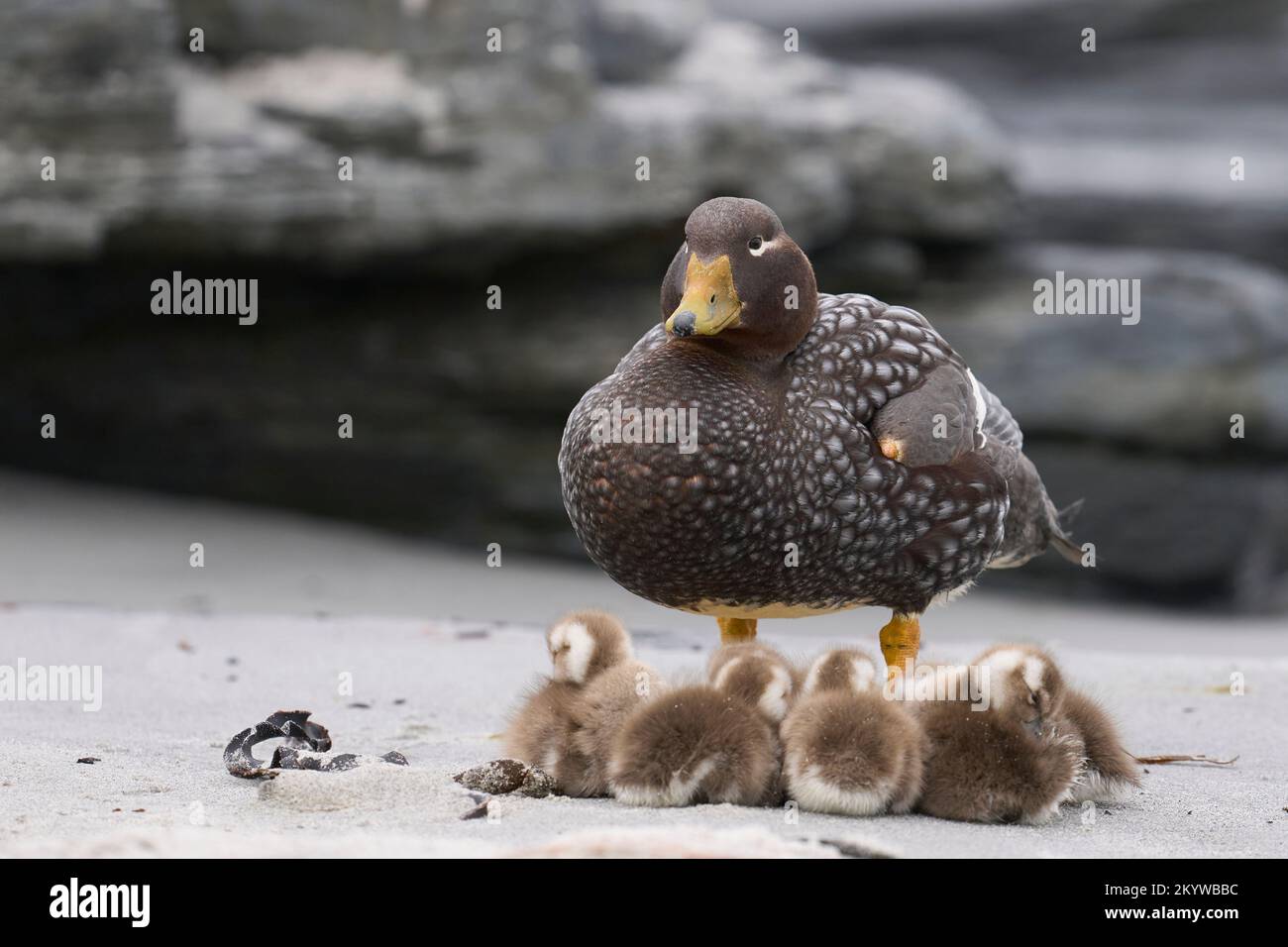 Vor kurzem geschlüpfte Brut von Falkland-Steamerenten (Tachyeres brachypterus) neben der erwachsenen Frau an einem Sandstrand auf Sea Lion Island Stockfoto