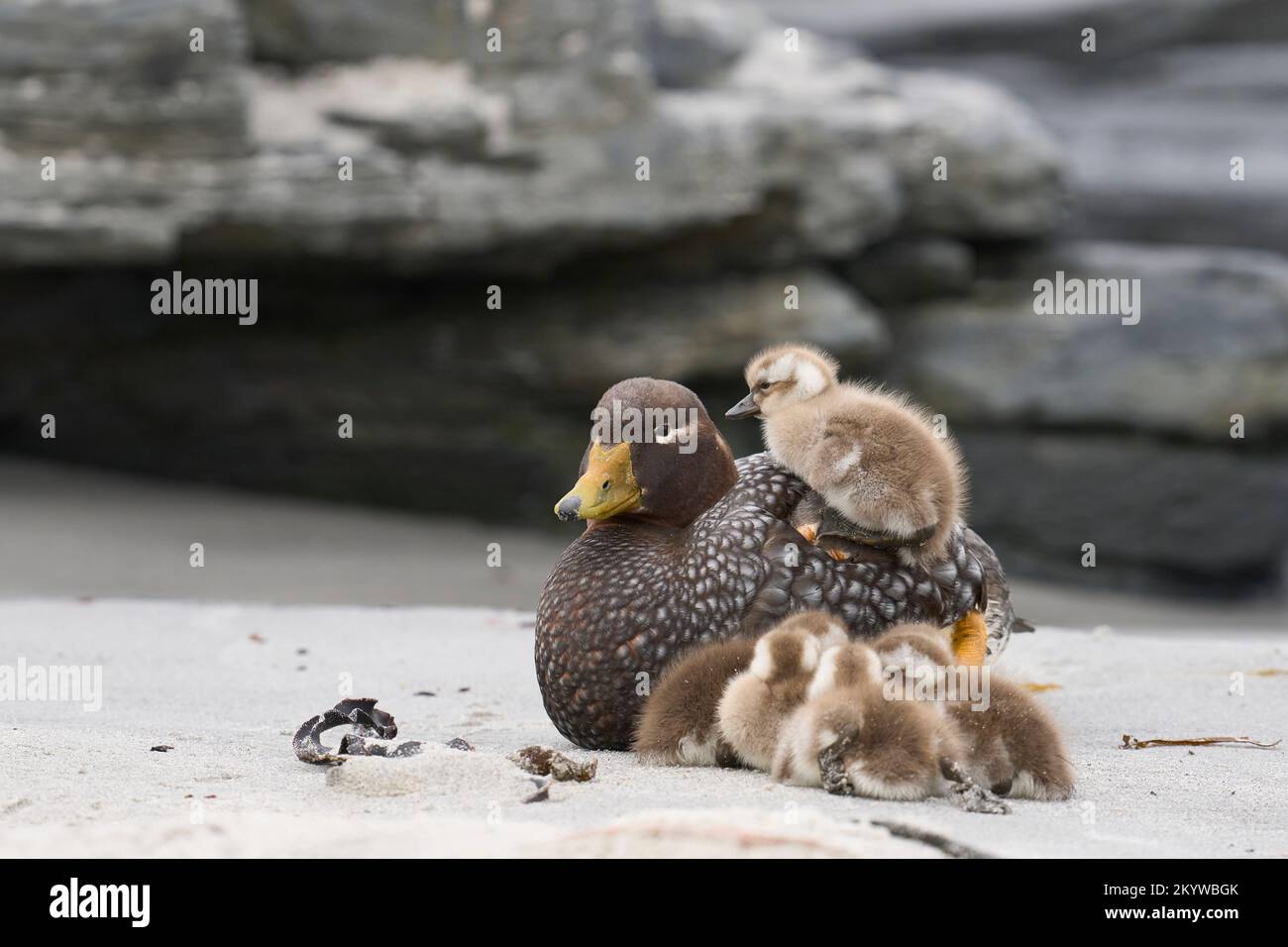 Vor kurzem geschlüpfte Brut von Falkland-Steamerenten (Tachyeres brachypterus) neben der erwachsenen Frau an einem Sandstrand auf Sea Lion Island Stockfoto