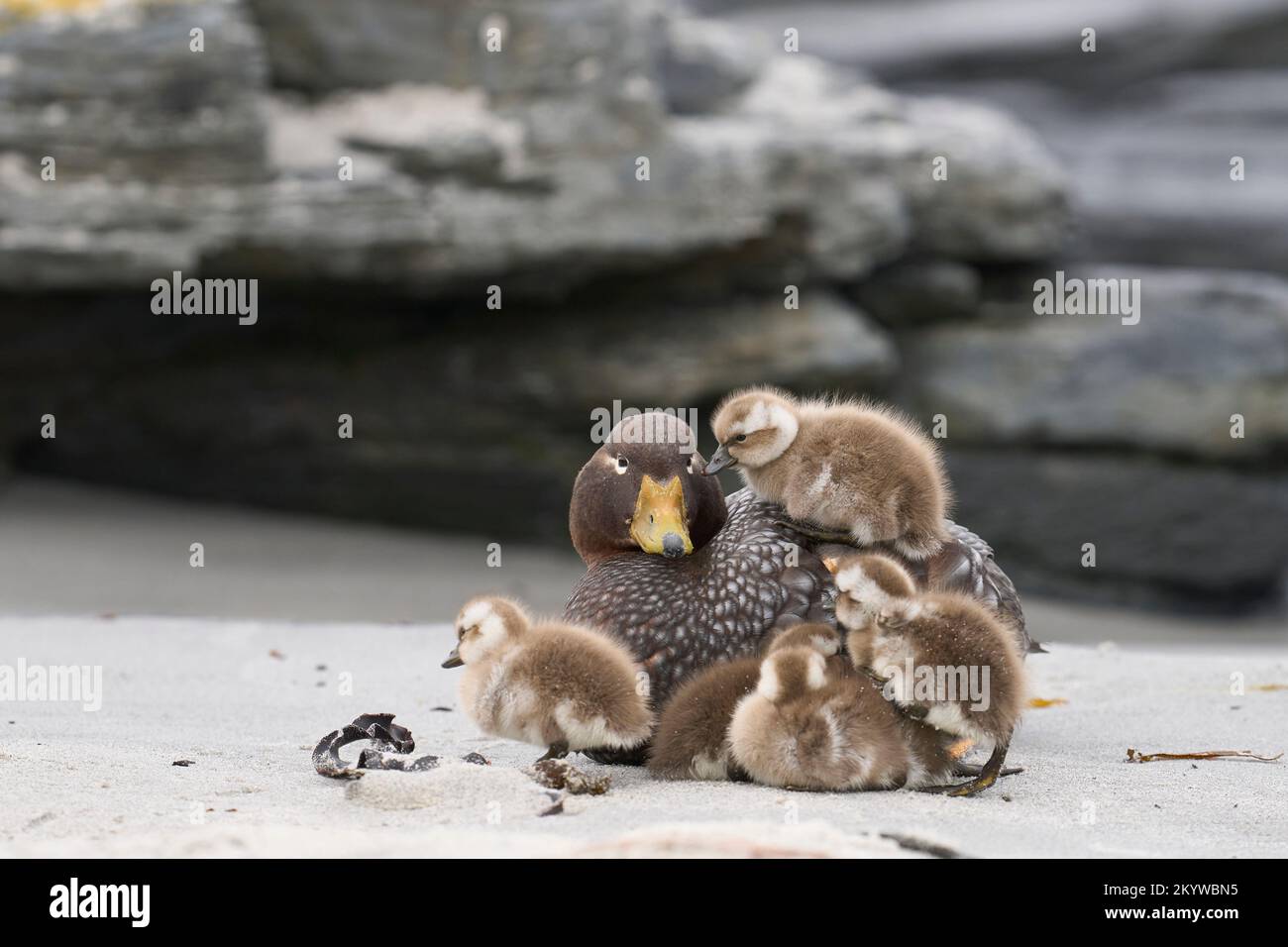 Vor kurzem geschlüpfte Brut von Falkland-Steamerenten (Tachyeres brachypterus) neben der erwachsenen Frau an einem Sandstrand auf Sea Lion Island Stockfoto